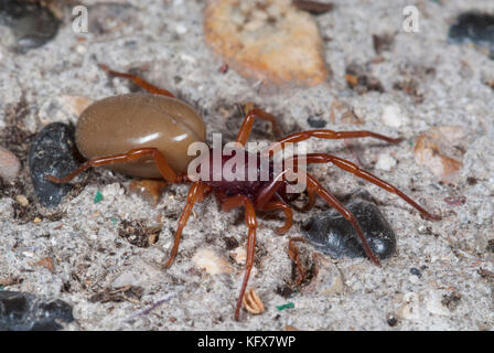 Dysdera crocata woodlouse Spider, auf dem Boden der Halle Stockfoto