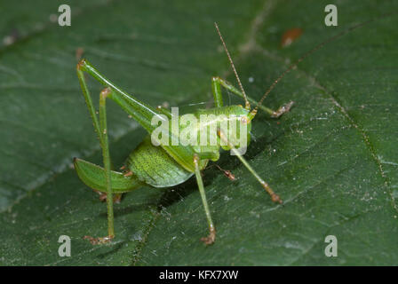 Gesprenkelte bush Cricket, leptophyes puctatissima, auf Blatt in Garten, Long stong zurück Beine für Springen, springen Stockfoto