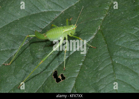 Gesprenkelte bush Cricket, leptophyes puctatissima, auf Blatt in Garten, Long stong zurück Beine für Springen, springen Stockfoto