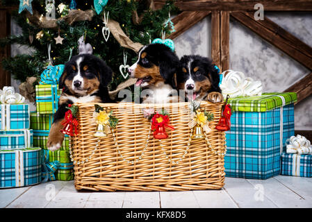 Hunderasse Berner Berg Welpe, Weihnachten und Neujahr Stockfoto