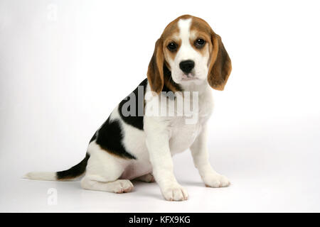 Hund - Beagle Hündchen setzt sich Stockfoto