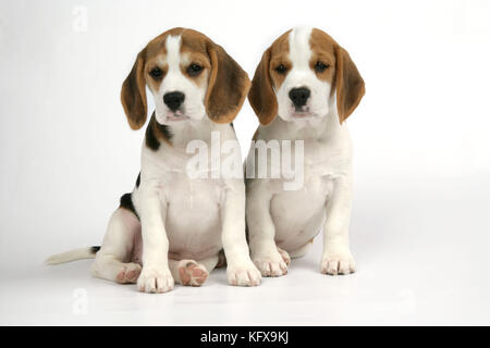 Hund - Beagle-Welpen sitzen Stockfoto