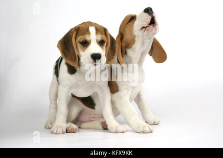 Hund - Beagle-Welpen sitzen, einer heult. Stockfoto