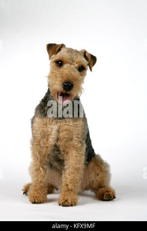 Dog - Lakeland Terrier mit offenem Mund Stockfoto