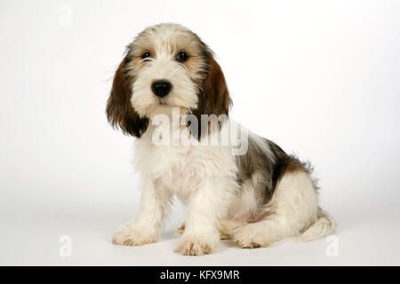 Hund - Petit Basset Griffon Vendeen Welpe - 4 Monate alt Stockfoto