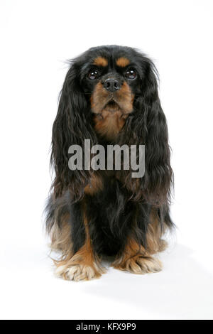 Hund - Kavalier König Charles Spaniel Stockfoto