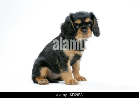 Hund - Cavalier King Charles Spaniel Welpe 6/7 Wochen alt Stockfoto