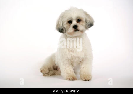 HUND - Lhasa Apso, in Welpenschnitt, sitzend Stockfoto