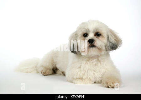 HUND - Lhasa Apso, in Welpenschnitt, liegend Stockfoto