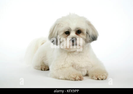 HUND - Lhasa Apso, in Welpenschnitt, liegend Stockfoto