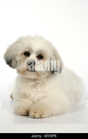 HUND - Lhasa Apso, in Welpenschnitt, liegend Stockfoto