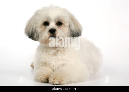 HUND - Lhasa Apso, in Welpenschnitt, liegend Stockfoto