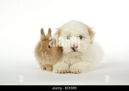 HUND und KANINCHEN - Coton de Tulear Welpe (8 Wochen alt) mit einem Löwenkopf-Kaninchen (6 Wochen alt) Stockfoto