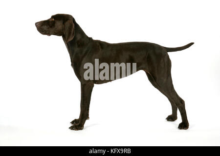 HUND - deutscher Kurzzeiger Stockfoto