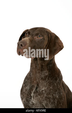 HUND - deutscher Kurzzeiger Stockfoto