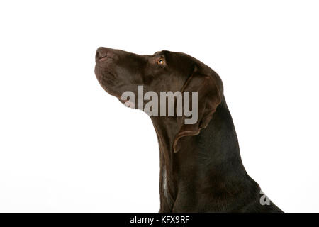 HUND - deutscher Kurzzeiger Stockfoto