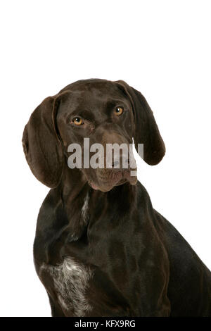 HUND - deutscher Kurzzeiger Stockfoto