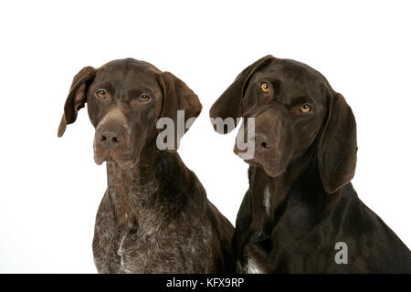 HUND - zwei deutsche Kurzzeitenzeiger Stockfoto