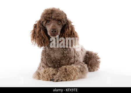 HUND. Brauner Miniaturpudel, der sich hinlegt Stockfoto