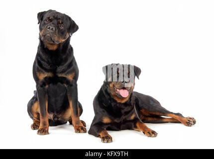 Hund. Zwei Rottweiler Stockfoto