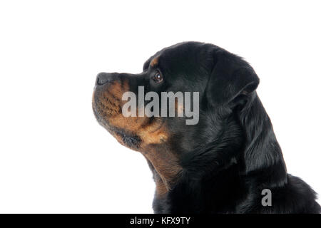 HUND. Rottweiler Stockfoto