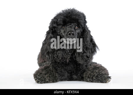 Hund. Schwarzer Pudel, der sich hinlegt Stockfoto