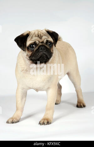 HUND. Feen-Pug. Auch bekannt als Carlin oder Mops. Stockfoto