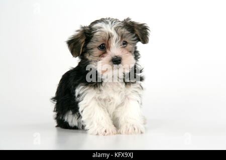 Hund. Lhasa Apso Cross Hündchen (7 Wochen alt) sitzend Stockfoto