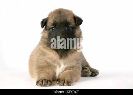 HUND - belgischer Schäferhund (Tervuren) Stockfoto