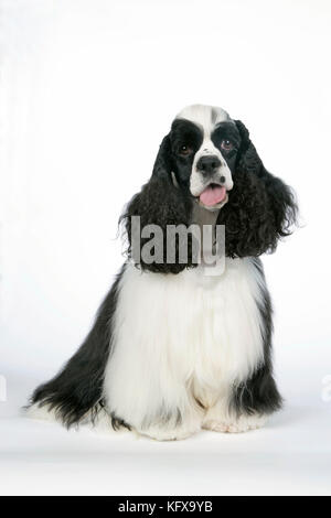 HUND. Schwarz-weißer amerikanischer Cockerspaniel Stockfoto