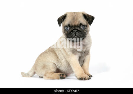 HUND. PUG (Fawn) 7 Wochen altes Hündchen Stockfoto