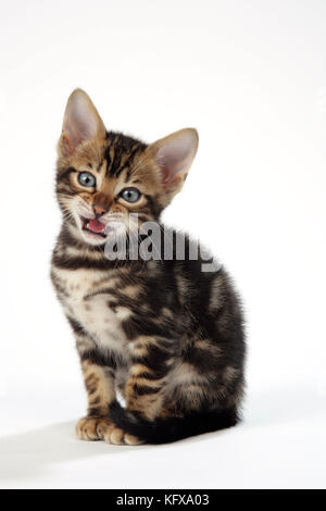 KAT. Braunes, marmorblauäugiges, bengalisches Kätzchen - 6 Wochen alt, Miaowing Stockfoto