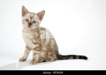 KAT. Schneemorble Bengalisches Kätzchen mit blauen Augen - 6 Wochen alt Stockfoto