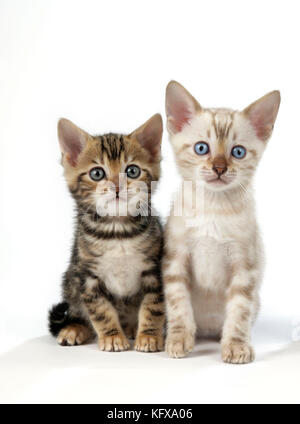 KAT. Schneemorble & Brown Marble Bengale Kätzchen mit blauen Augen - 6 Wochen alt Stockfoto