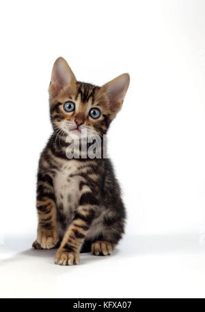 KAT. Braunes, marmorblauäugiges Bengalkätzchen - 6 Wochen alt Stockfoto