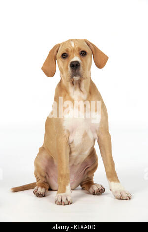 Hund – Perdiguero Portugueso/Portugiesischer Pointer – Hündchen (10 Wochen alt) Stockfoto