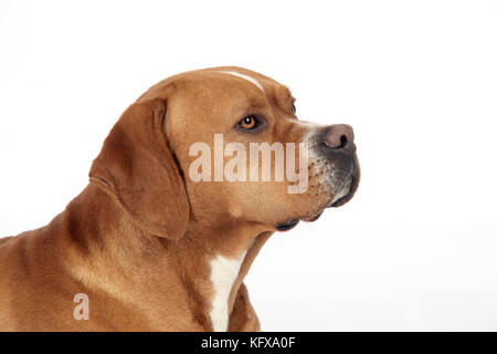 Hund - perdiguero Portugueso/Portugiesischer Pointer Stockfoto