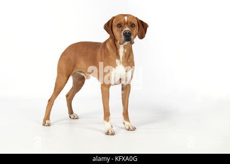 Hund - perdiguero Portugueso/Portugiesischer Pointer Stockfoto