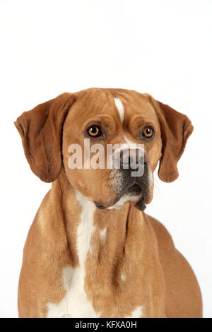 Hund - perdiguero Portugueso/Portugiesischer Pointer Stockfoto