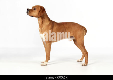 Hund - perdiguero Portugueso/Portugiesischer Pointer Stockfoto