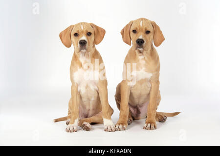 Hund – Perdiguero Portugueso/Portugiesischer Pointer – Welpen (10 Wochen alt) Stockfoto