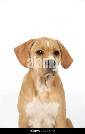 Hund - Perdiguero Portugueso / Portugiesischer Pointer - (10 Wochen alt) sitzend Stockfoto