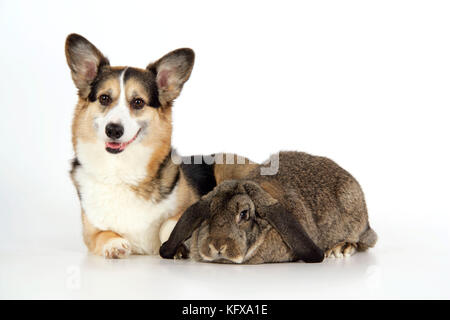 Dog and Rabbit - Pembroke Welsh Corgi und French Lop im Studio Stockfoto