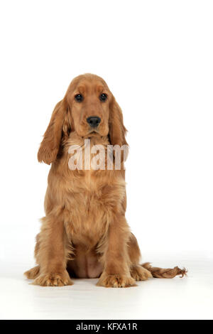Cocker Spaniel Dog - Hündchen sitzen Stockfoto