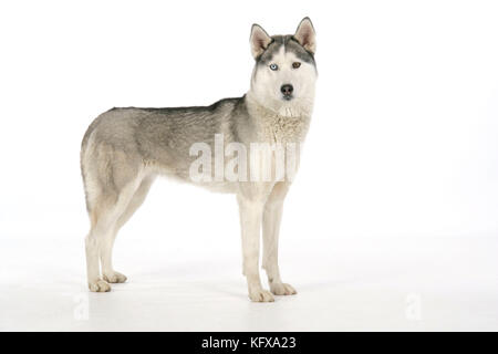 HUND - Sibirischer Husky mit verschiedenen Augenfarben Stockfoto