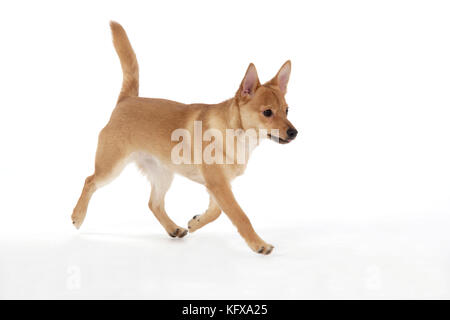 HUND - Pommern / Zwerg spitz Kreuz Jack Russell Terrier - Wandern Stockfoto