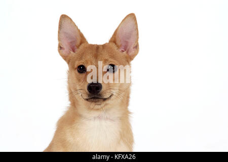 HUND - Vorpommern / zwergspitz kreuzen Jack Russell Terrier Stockfoto