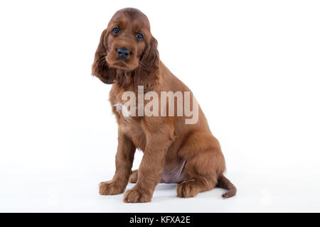 Hund - Irischer Setter - Hündchen Stockfoto