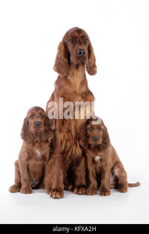 Hund - irischer Setter - Welpen mit Mutter Stockfoto