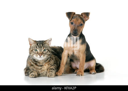 Hund - Chihuahua Cross Dachshund - 7 Wochen altes Hündchen mit Tabby Katze Stockfoto